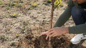 Dlaczego jesień do najlepszy czas na sadzenie drzewek owocowych.