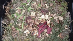 Naturalne aktywatory to świetny sposób na pobudzenie mikroorganizmów do intensywniejszej pracy w kompostowniku.