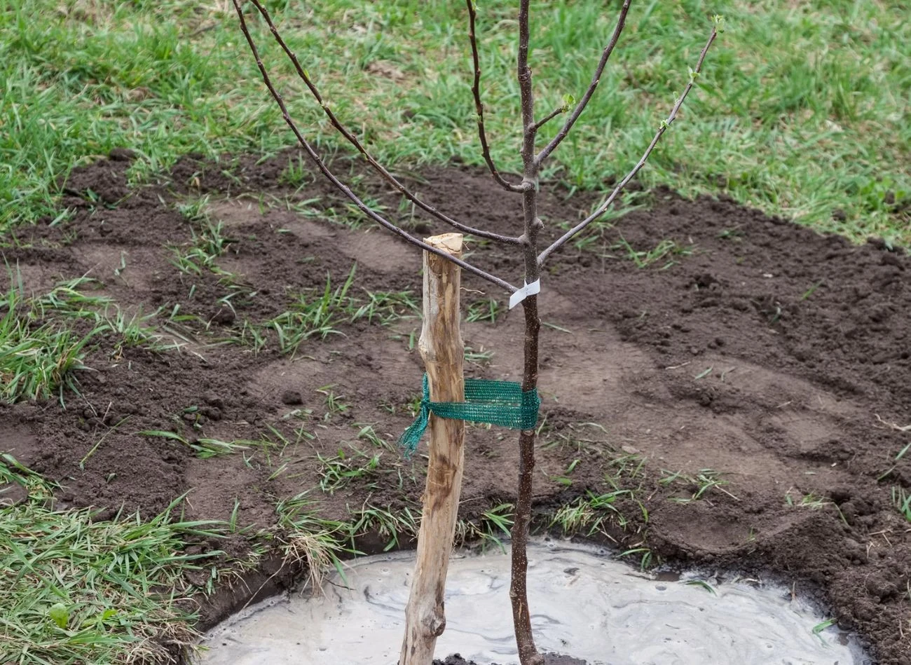 Odpowiednia podpora oraz właściwe nawodnienie po posadzeniu drzewa owocowego powoli mu się dobrze ukorzenić