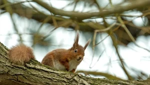 Jak zrobić karmnik dla wiewiórek? Wystarczy kilka prostych przedmiotów.