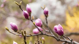 Jak prawidłowo zabezpieczyć magnolię na zimę?
