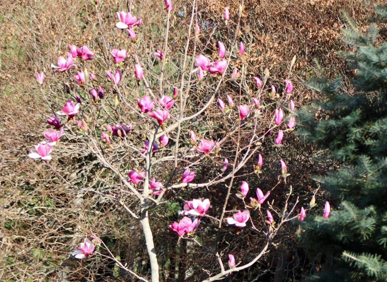 Magnolie są wrażliwe na nagłe zmiany temperatury, muszą stopniowo przyzwyczajać się zarówno do ocieplenia, jak i ochłodzenia