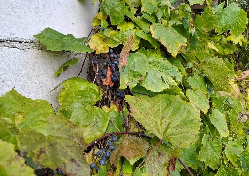 Kopczykowanie to podstawowa technika ochrony winorośli przed zimą.