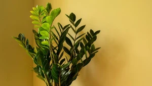 Zamiokulkas jest bardzo odporny, ale nawet on nie toleruje wszystkich błędów w pielęgnacji.