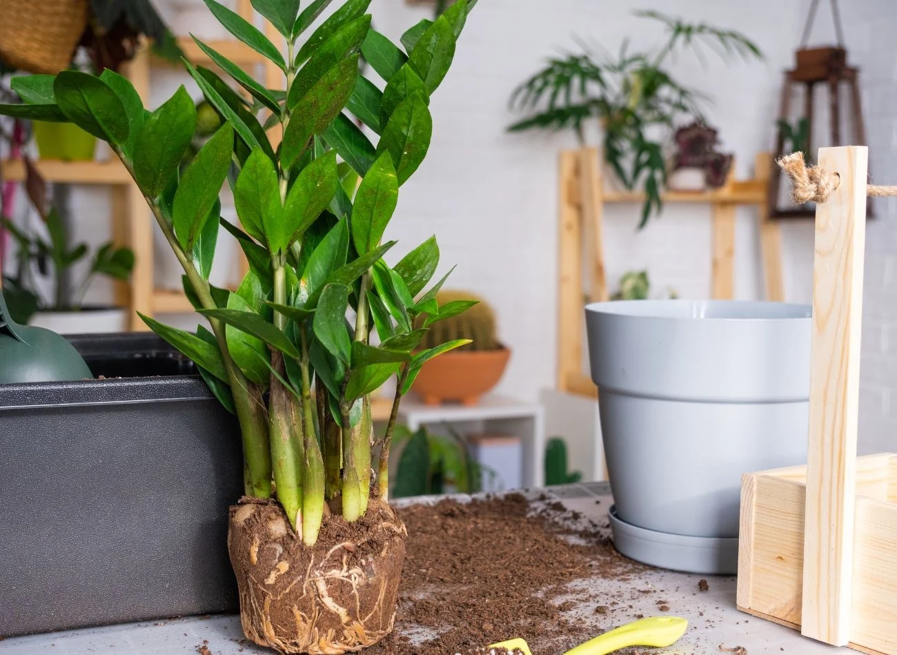 Wystające z ziemi bulwiaste kłącza zamiokulkasa wskazują na konieczność przesadzenia rośliny