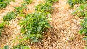 Co trzeba zrobić z truskawkami jesienią?