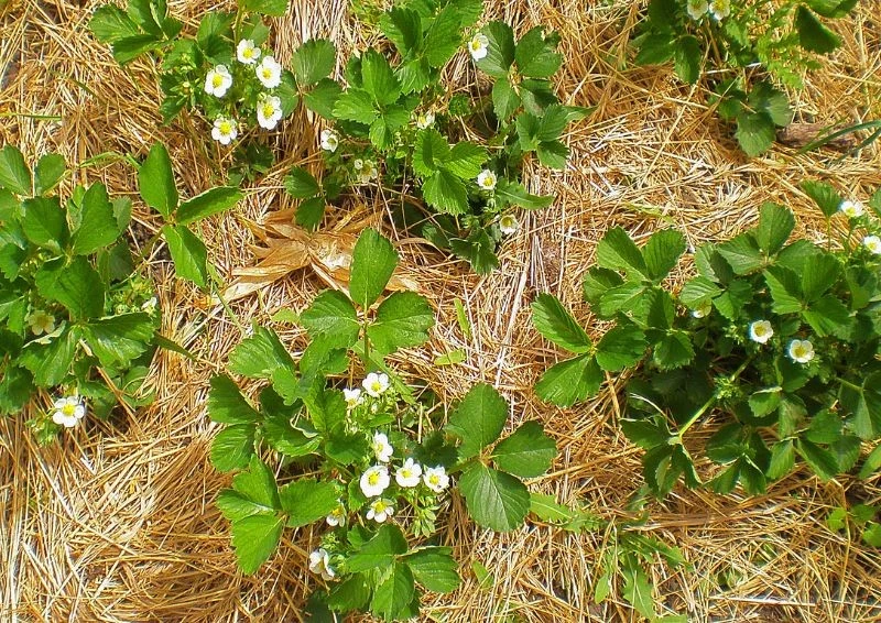 Truskawki przed zimą trzeba koniecznie ściółkować.