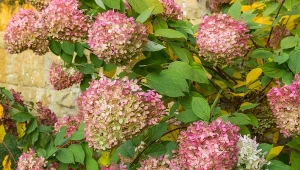 Nigdy nie popełniaj tego błędu przy hortensjach. Fot. Olenaa/Canva Pro