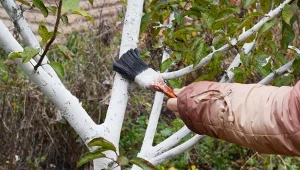 Zanim nałożymy folię aluminiową na drzewo owocowe, oczyśćmy korę.