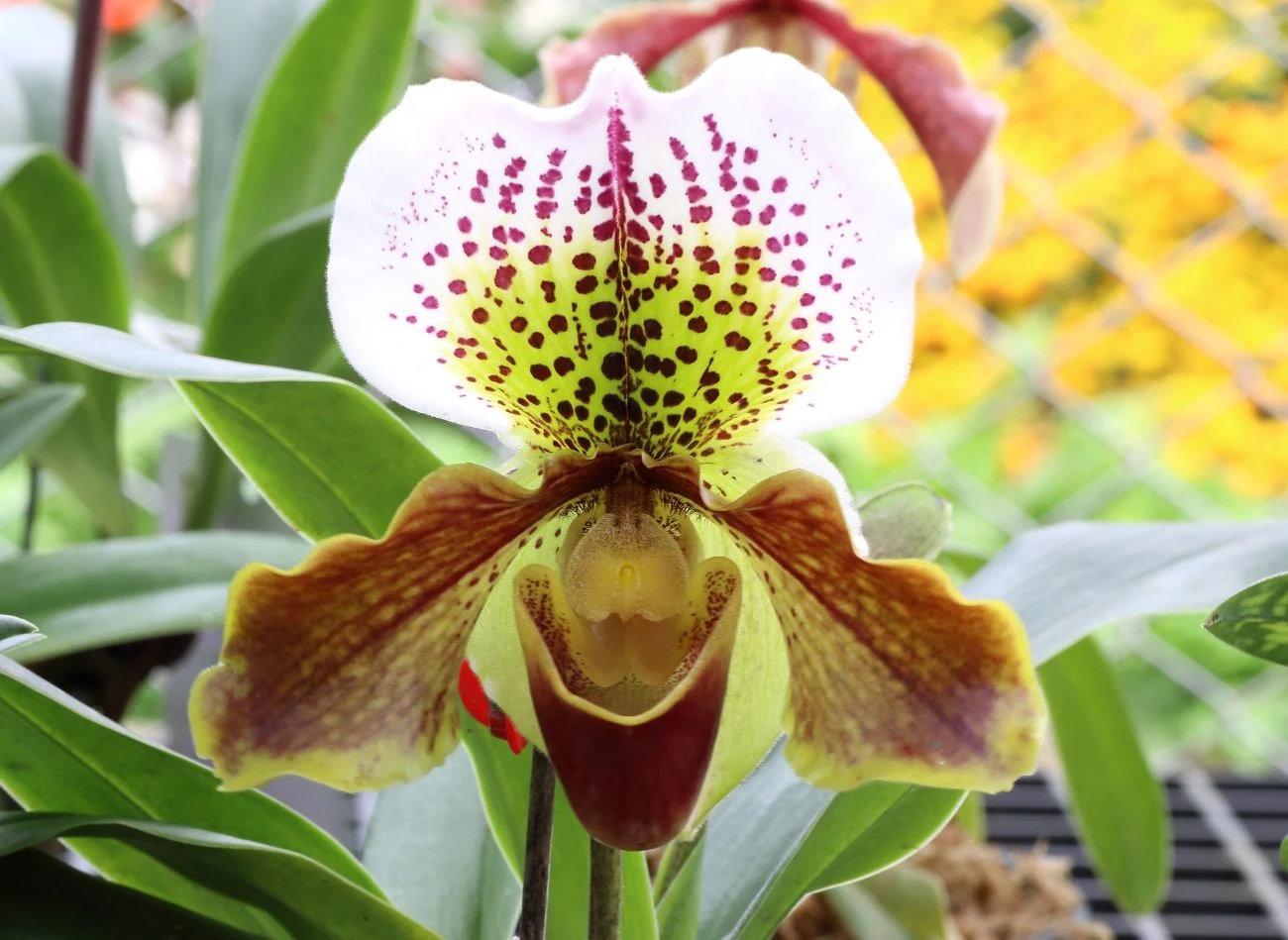 Dolna część kwiatów sabotka przypomina pantofelki albo trzewiki.