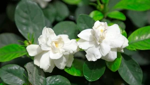 Gardenia jaśminowata (Gardenia jasminoides) jest piękną rośliną doniczkową o pachnących kwiatach.