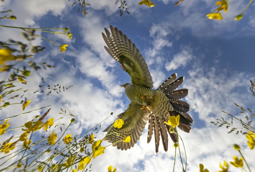 Kukułka w locie z rozpostartymi skrzydłami wśród żółtych kwiatów polnych na tle niebieskiego nieba z białymi chmurami.