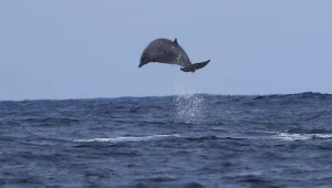 Międzynarodowy zespół naukowców zaobserwował rzadkie ssaki morskie u wybrzeży Meksyku