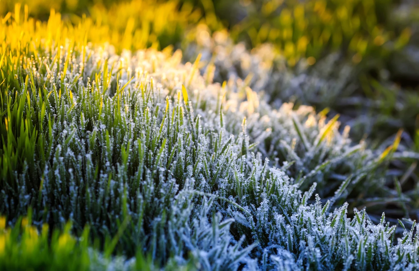 Nie wszystkie rośliny dobrze znoszą niskie temperatury