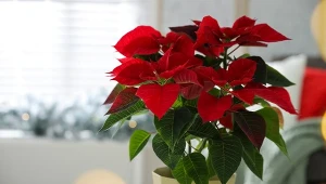 Dzięki temu gwiazda betlejemska będzie długo kwitła. Prosty trik