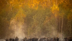 Monitoring rozmieszczenia, telemetria, obserwacje bezpośrednie i fotopułapki pozwolą ocenić efekty prowadzonych działań