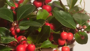 Ta krzewinka idealnie nadaje się do domu na święta. Fot. Alexander62/Canva Pro