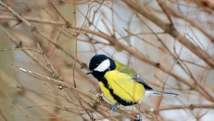 Czasami sikorki uporczywie stukają w okna domów i mieszkań, dlaczego tak się dzieje?