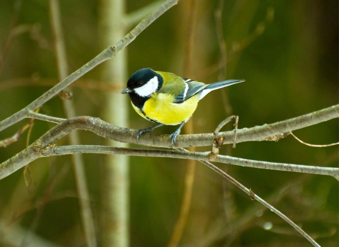 Dokarmianie sikorek należy kontynuować aż do wiosny, ponieważ ptaki często rezygnują z samodzielnego poszukiwania pokarmu na rzecz wykładanej karmy.