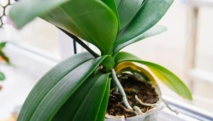 Zmiana sposobu podlewania storczyków w okresie grzewczym ochroni rośliny i pobudzi je do kwitnienia.