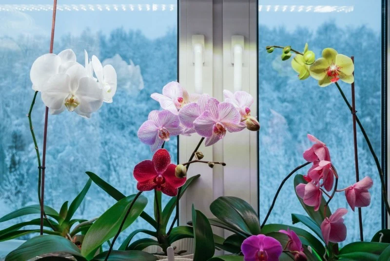 Twarda woda odkłada się na korzeniach storczyka, ograniczając ich zdolność do pobierania substancji odżywczych.