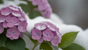 Oto co możesz zrobić ze śniegiem w ogrodzie. Rośliny będą silniejsze