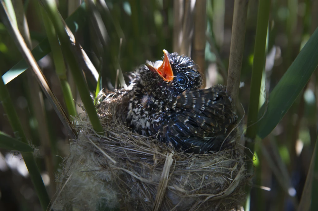 Pisklę z otwartym dziobem siedzi w gnieździe ukrytym wśród gęstych trzcin i suchych gałązek, otoczone liśćmi i zielonymi łodygami.
