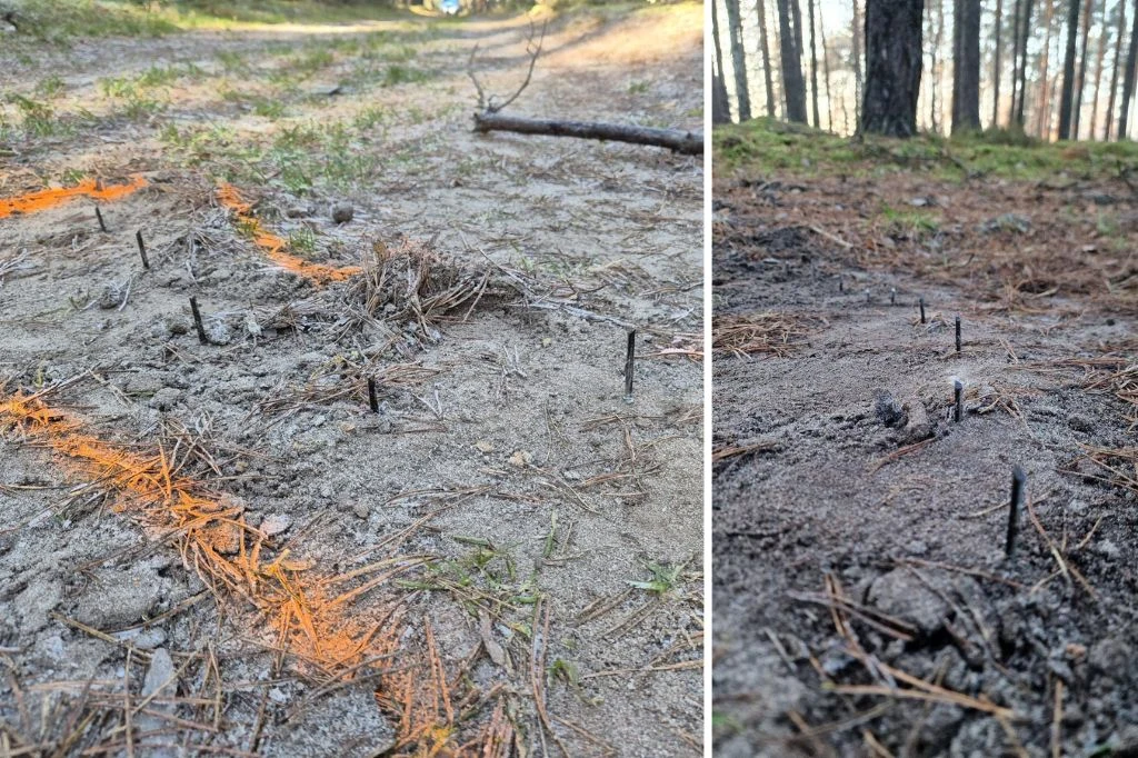 Ostre pręty wbite na leśnej drodze w pobliżu miejscowości Przewóz Wystające z ziemi ostre metalowe kolce oznaczone pomarańczową farbą leżące w lesie na piaszczystym i iglastym podłożu.
