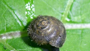 Chcą uratować włochatego ślimaka. Zachował się tylko w stolicy kraju