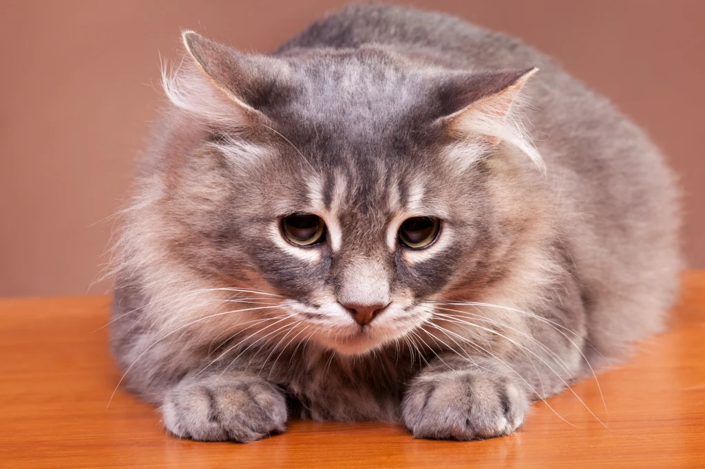 Szary, puszysty kot o dużych, smutnych oczach leży na drewnianej powierzchni, tło rozmyte w ciepłych odcieniach brązu.