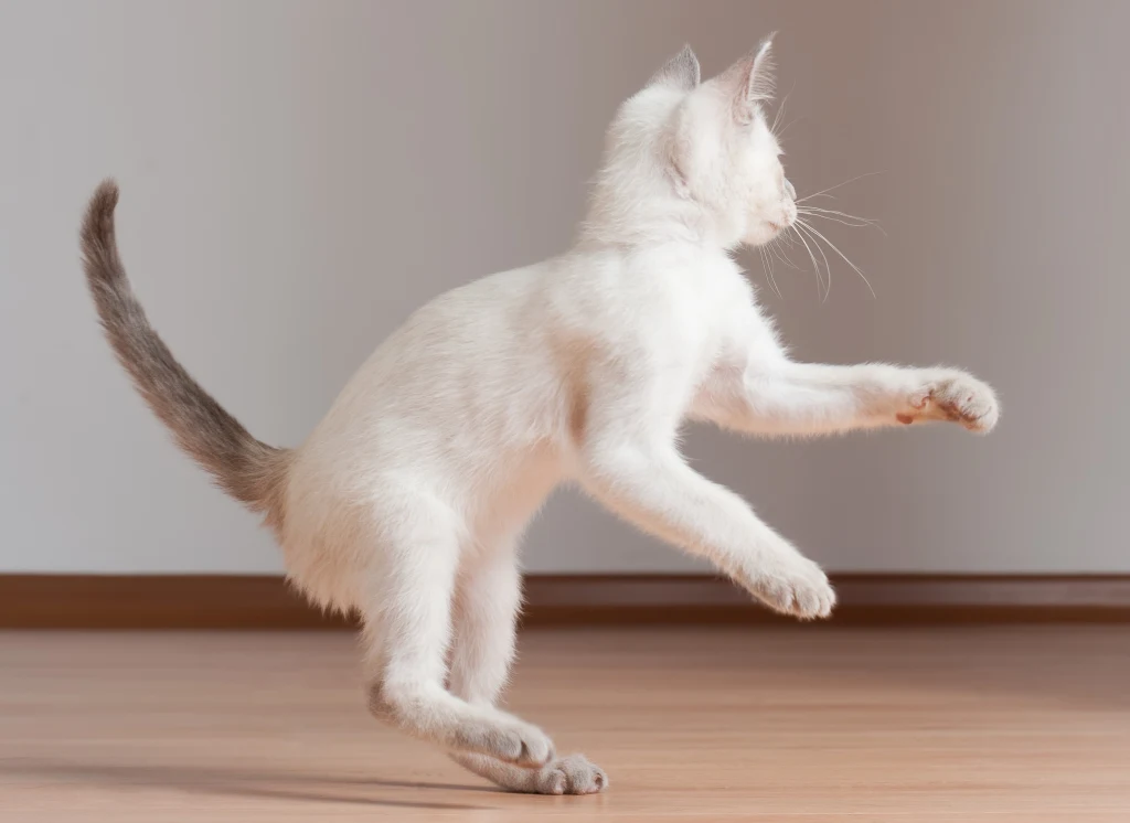 Biały kot w dynamicznej pozie skaczący na drewnianej podłodze z lekko uniesionymi łapami i ogonem wyciągniętym do tyłu, w jasnym pomieszczeniu bez widocznych dodatkowych obiektów.