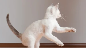 Kot zachowuje się w ten sposób? To może być oznaka choroby 