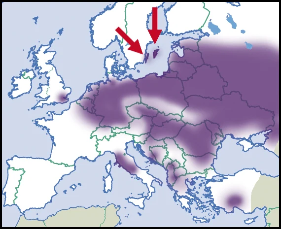 Mapa Europy z zaznaczonym obszarem o różnym natężeniu koloru fioletowego, wskazującym rozprzestrzenienie konkretnego zjawiska, oraz z dwoma czerwonymi strzałkami skierowanymi na region Szwecji i jej okolic.