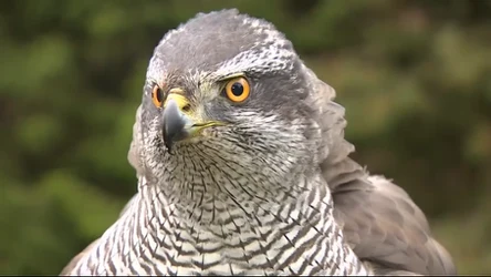 Czysta Polska - odcinek 239