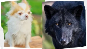 Czy chihuahua też pochodzi od wilka? Odpowiedź jest zaskakująca