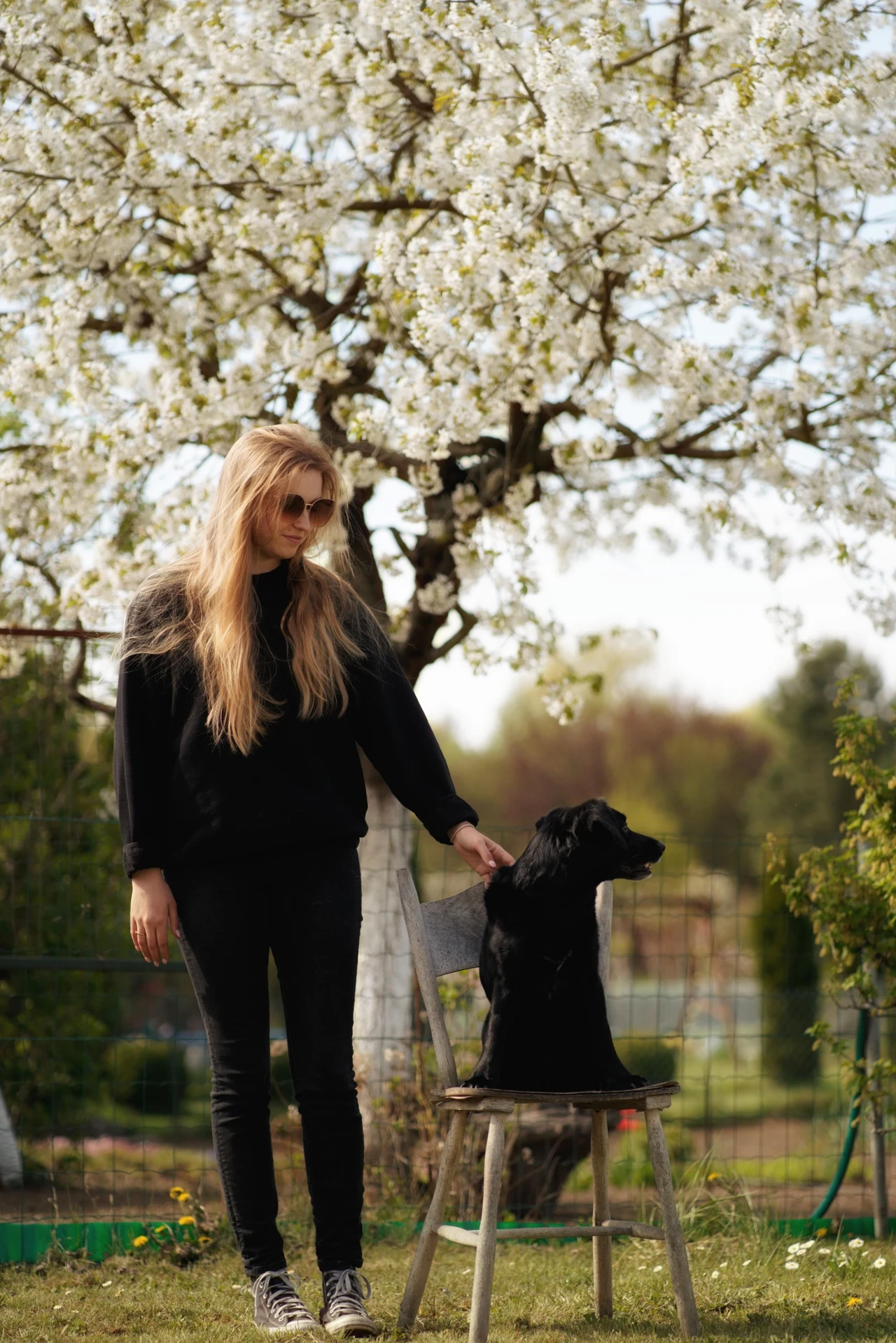 Julia Nowak zwraca uwagę opiekunów na to, że nie muszą skazywać swoich psów na życie w cierpieniu, jakie wywołuje lęk separacyjny Młoda kobieta w czarnym ubraniu stoi obok siedzącego na krześle czarnego psa w ogrodzie pełnym kwitnących drzew, otoczona świeżymi, wiosennymi kwiatami.
