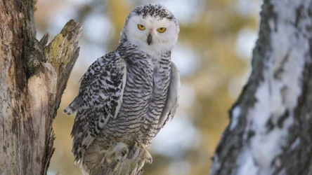 Sowa śnieżna będzie oficjalnie uznana za wymarłą na terenie Szwecji