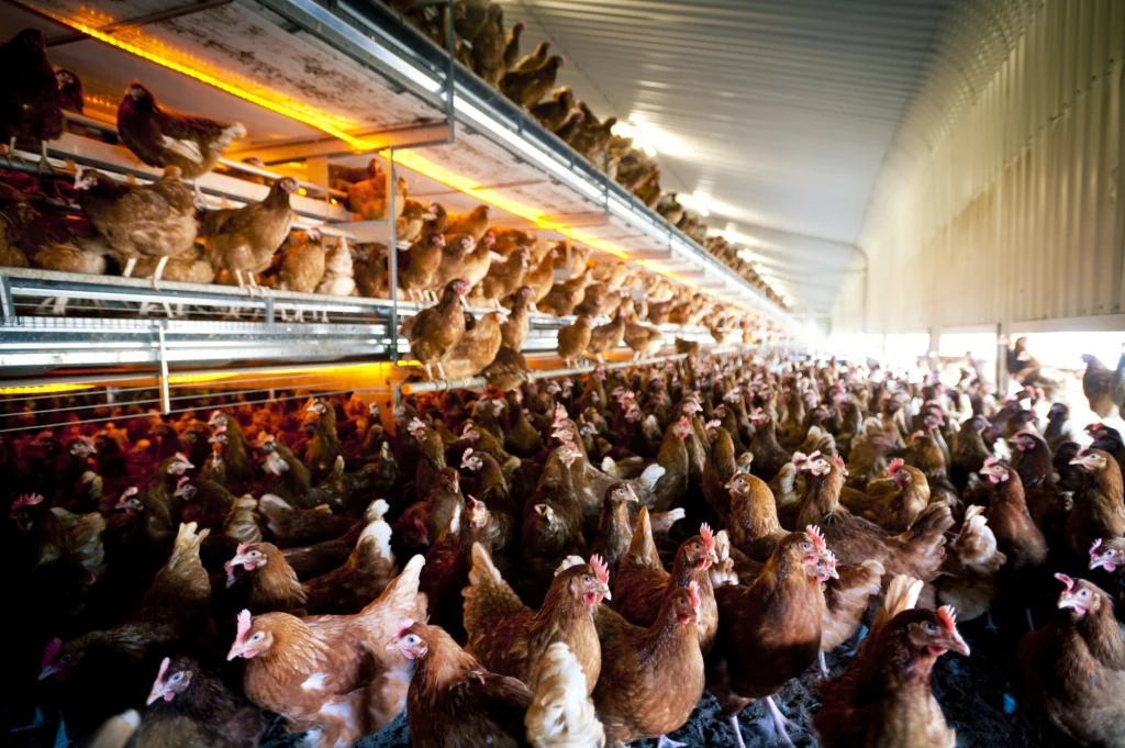 Wnętrze dużej fermy drobiu z setkami kur rozlokowanych na kilku poziomach w jasnej, oświetlonej hali.