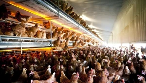 Wielkie inwestycje wysokim kosztem. Przyrodnicy ostro o rządowym planie