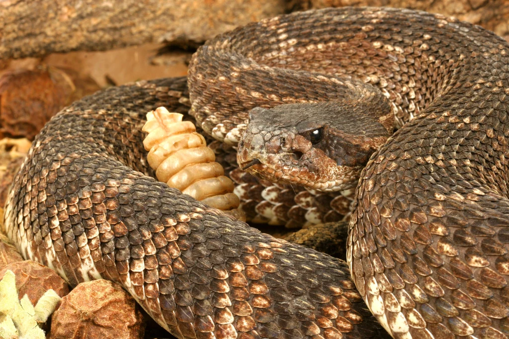 Zwój grzechotnika z charakterystyczną segmentowaną grzechotką na końcu ogona, łuski o brązowej barwie z różnymi odcieniami, otoczenie suche, przypominające pustynię lub step.