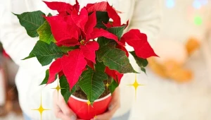 Ten kwiat to świąteczny must-have! Zobacz, gdzie kupisz go najtaniej