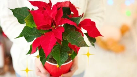 Polacy rzucili się na ten kwiat! Tylko teraz kupisz go od 4,99 zł