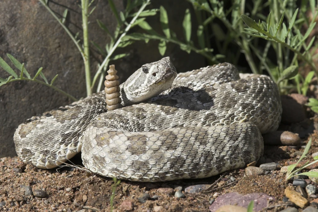 Grzechotnik ułożony na ziemi pośród suchych traw i kamieni, z wyraźnie widocznym grzechotem na końcu ogona, gotowy do ewentualnej obrony.