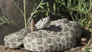 Tego o wężach nie wiedzieliśmy. W jaskini odkryli coś zaskakującego
