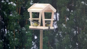 Wyzwanie dla przyrodników. Rozpoznajesz te ptaki w karmniku?