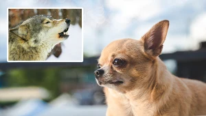 Czy twoja chihuahua ma wilcze geny? Odpowiedź może cię zadziwić