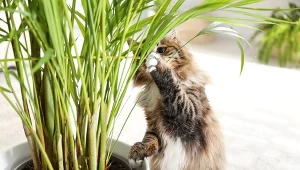 Nigdy nie trzymaj ich w domu! Te rośliny są silnie trujące dla kotów