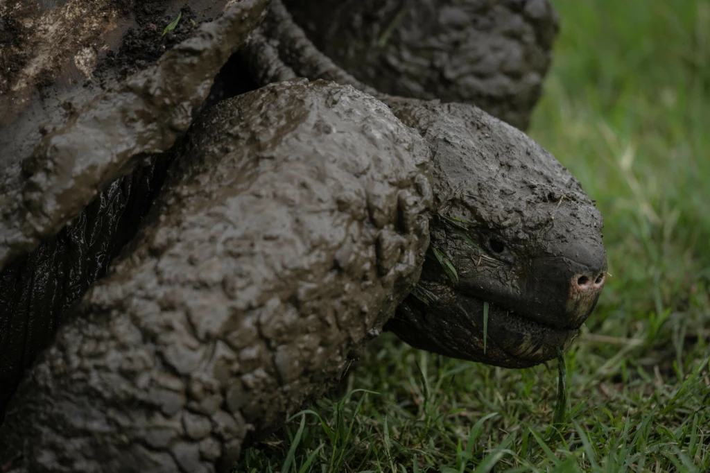 Ogromny żółw pokryty warstwą błota pełznie po zielonej trawie, zbliżenie na jego głowę oraz przednią łapę podkreślające teksturę skorupy i błotną powłokę.