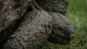 Długowieczny gad nie żyje. Przeżył dwie wojny światowe i 20 prezydentów