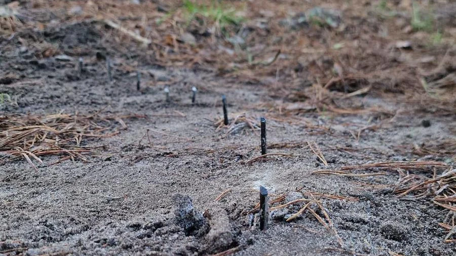 Ostre metalowe pręty lub gwoździe wystające z powierzchni piaszczystej ziemi, otoczone szarą i brązową warstwą igliwia i ziemi, lekko rozmazane tło z naturalnym środowiskiem lasu.